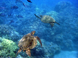 Top Ten Maui Snorkeling Spots